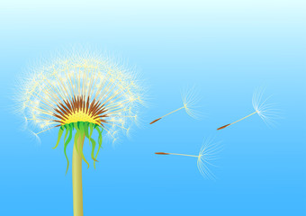 dandelion seeds blowing from stem