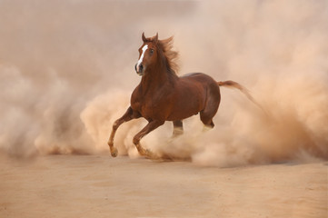 Purebred arabian horse in desert storm - 41520980