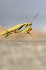 L'attente de la mante