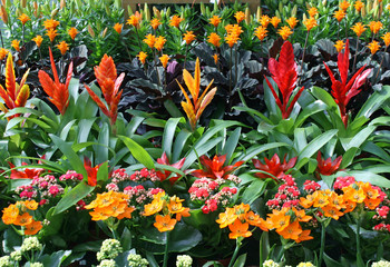 plants for sale from a florist in a nursery of flowers