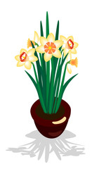 Нарциссы