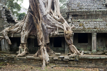 Fototapeta na wymiar Destructive tree, Preah Khan temple, Cambodia