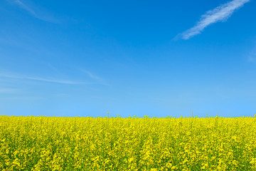 Field and sky