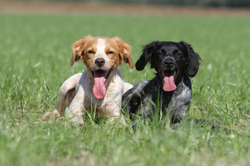 deux épagneuls breton de couleurs différentes