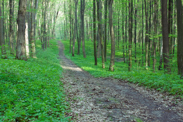 Fototapeta na wymiar path in the green forest