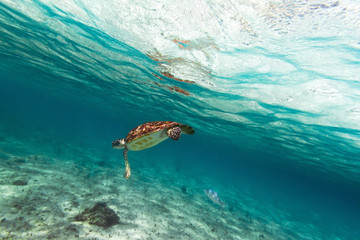Fototapeta na wymiar Zielony żółw w naturze Morze Karaibskie