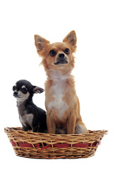 chiot et adulte chihuahua