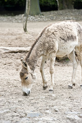 Donkey