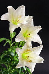 Fototapeta premium white lily flowers bouquet on black