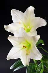 Fototapeta na wymiar two white lily flowers on black