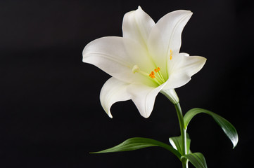 white lily flower on black