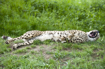 Growling Cheetah