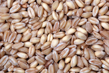 Wheat Berries