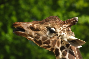 Wildtier - Giraffe