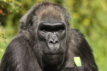 Obraz premium Wildtier - Gorilla