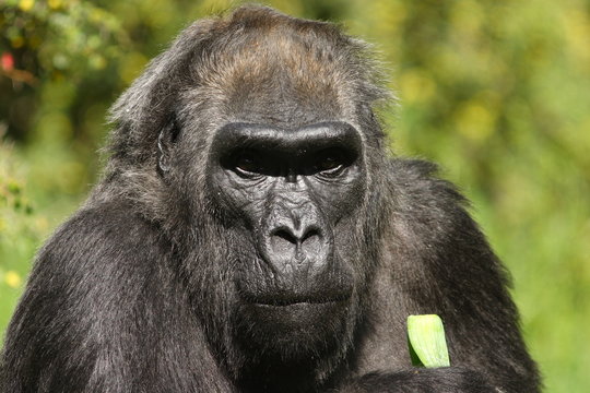 Wildtier - Gorilla