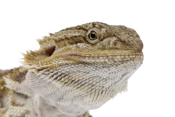 Portrait of bearded dragon, Pogona Vitticeps on white background