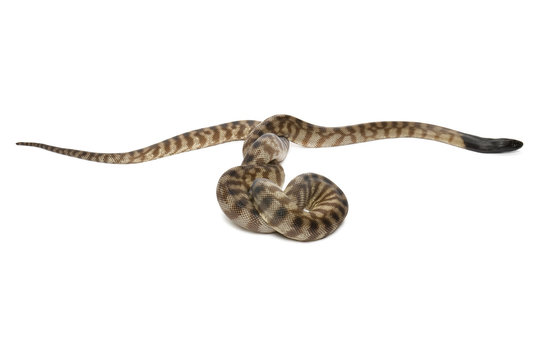 Black headed python, Aspidites melanocephalus on white