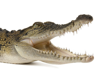 Australisches Salzwasserkrokodil, Crocodylus porosus, auf Weiß