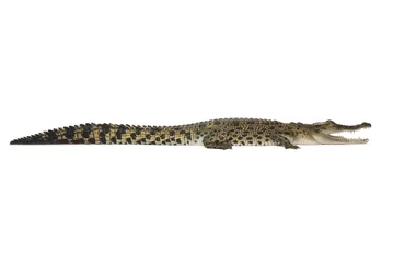 Küchenrückwand Plexiglas Krokodil Australian saltwater crocodile, Crocodylus porosus, on white