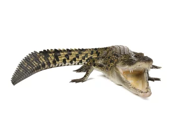 Afwasbaar Fotobehang Krokodil Australische zoutwaterkrokodil, Crocodylus porosus, op wit