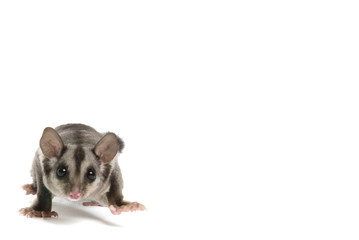 Squirrel glider, Petaurus norfolcensis, on a white background
