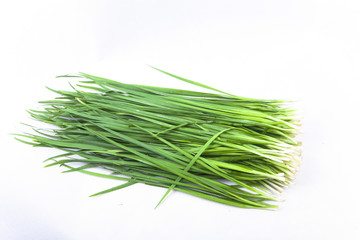 Chinese chive