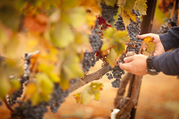 Farmer Inspecting His Ripe Wine Grapes