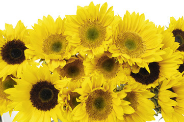 Obraz na płótnie Canvas branch beautiful sunflowers