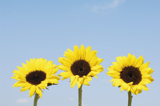 blue sky and sunflower background