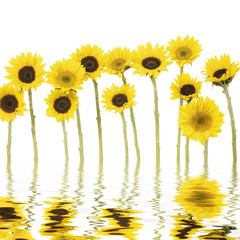 Fototapeta na wymiar Long stem sunflower with reflection