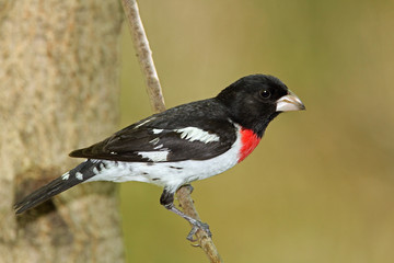 Rose-breasted Grosbeak (Pheucticus ludovicianus)