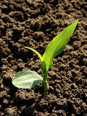 young corn seedling