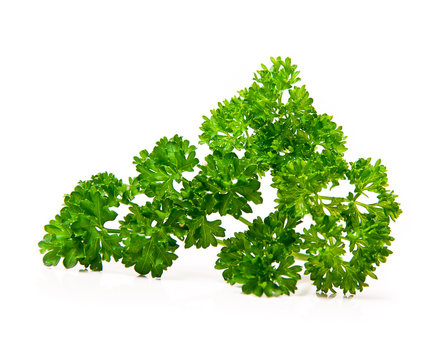 Fresh leaf of parsley