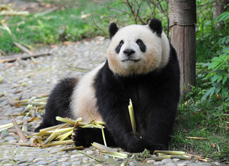Obraz na płótnie Canvas Adult panda bear
