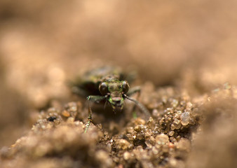 Elaphrus aureus