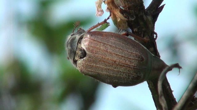 May beetle is ready to fly