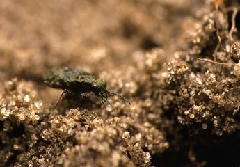 Elaphrus aureus