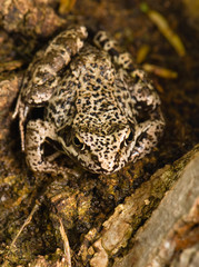 Rana temporaria