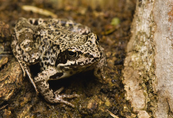 Rana temporaria