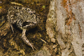Rana temporaria