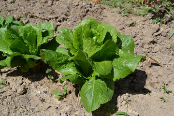 Salade laitue  dans jardin