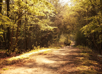 Obraz premium Waldidylle im Abendlicht mit Rehen