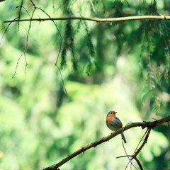 forest bird