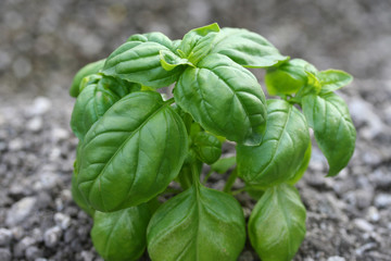 Basil