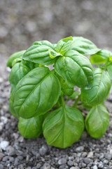 Basil