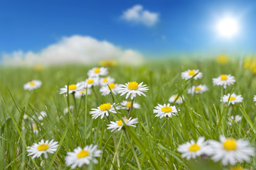 Spring daisy on green grass