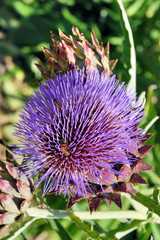 Blue thistle flower