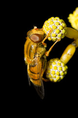 orange hoverfly