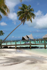 Obraz na płótnie Canvas Palm on Bora Bora